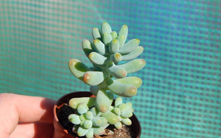 Sedum pachyphyllum Koigokoro