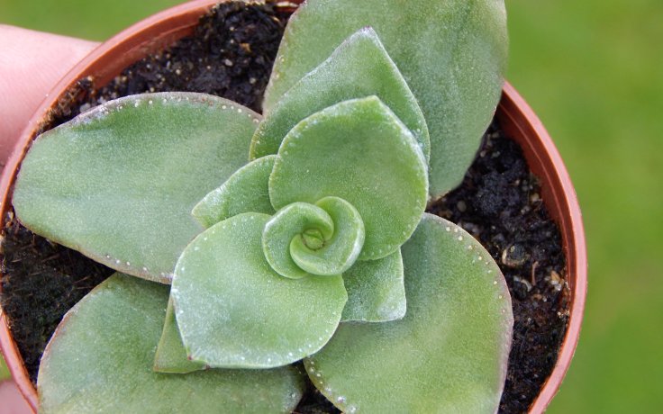 Crassula lactea - tlustice