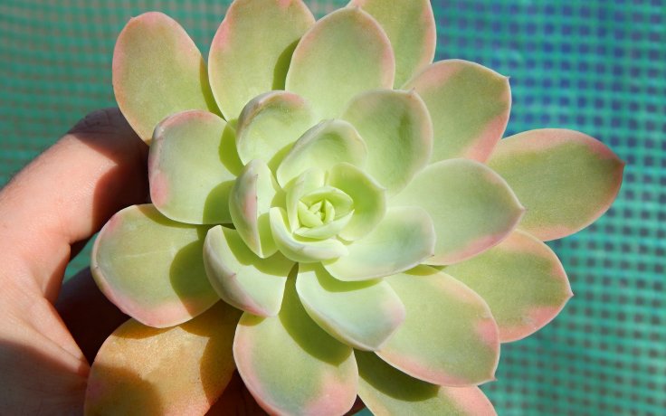 Echeveria Pink Vera variegata sukulenty