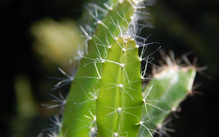 Hylocereus undatus - kaktus