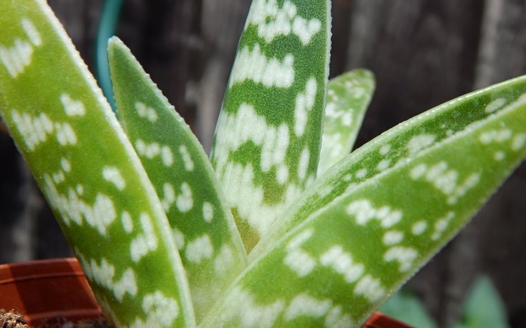 Aloe variegata (Sokolí pero)