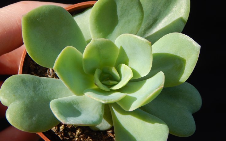 Echeveria Swirl (Dužnatka)