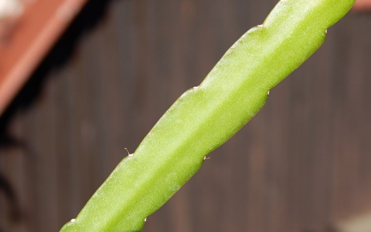 Lepismium bolivianum