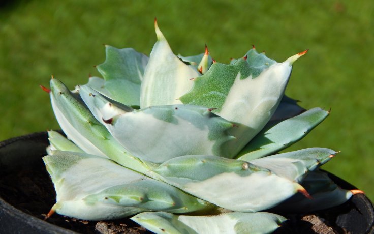 Agave potatorum Ouhi-Raijin variegata