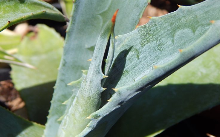 Agave americana sukulenty a kaktusy
