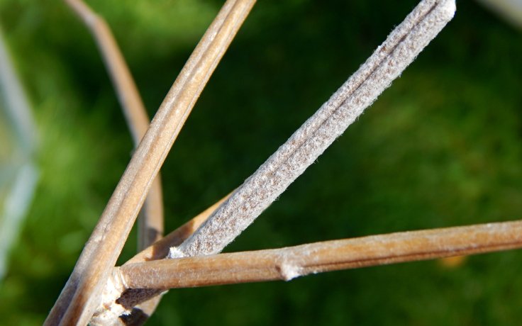 Seyrigia humbertii sukulent do tepla