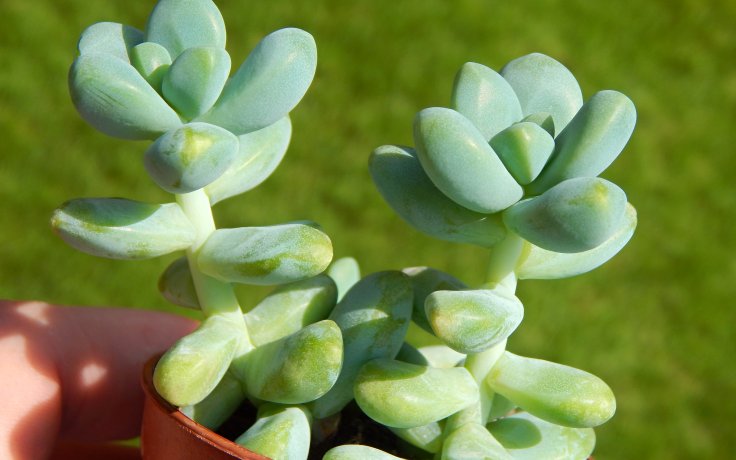 Sedum treleasei - sukulenty samek