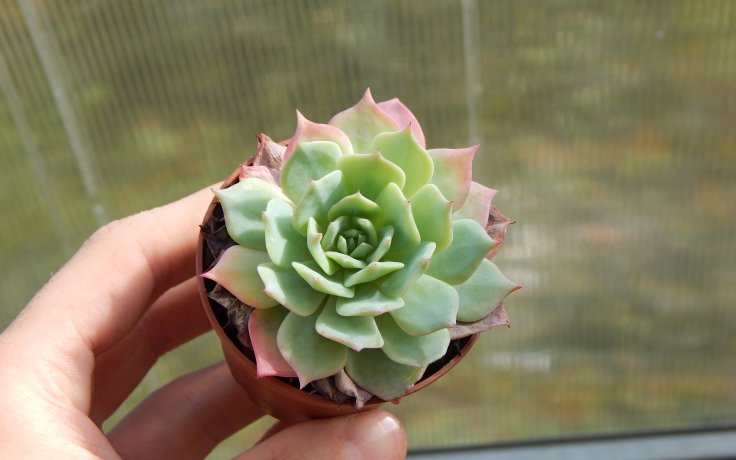 Echeveria Best Western modrý sukulent