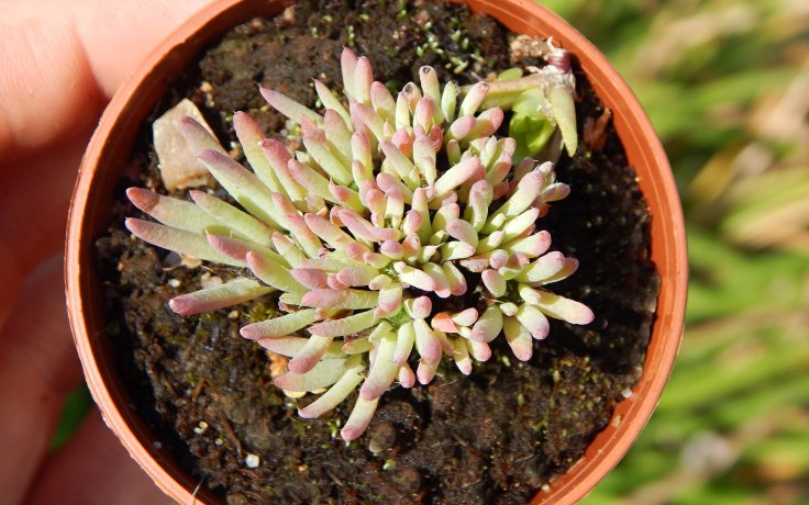Orostachys chanetii