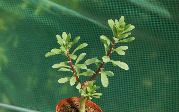 Sedum oxypetalum - Stromový rozchodník