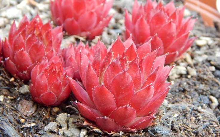 Sempervivum Flasher - succulents