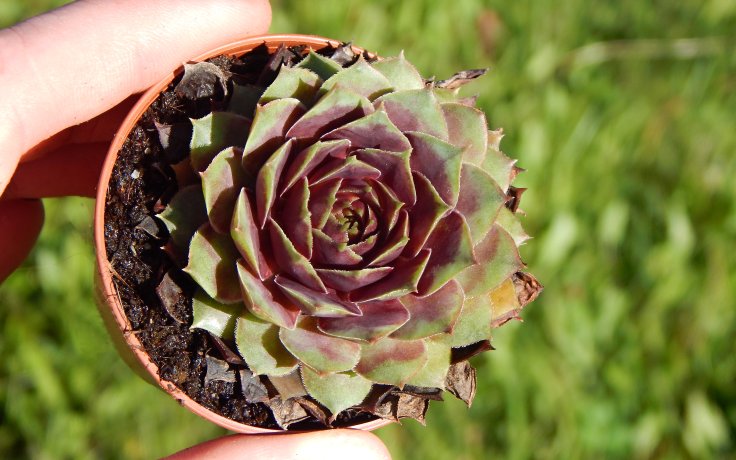 Sempervivum Plameny