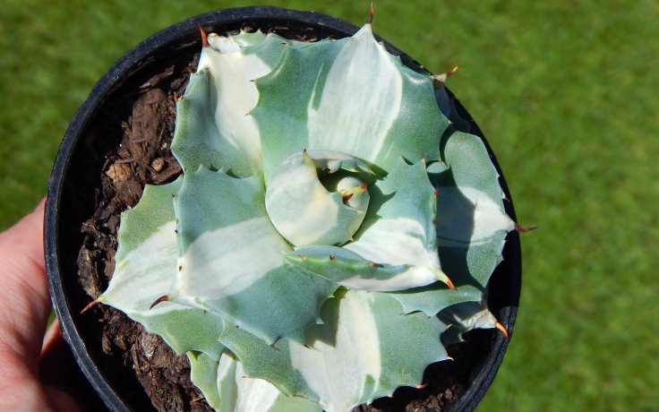 Agave potatorum Ouhi-Raijin variegata