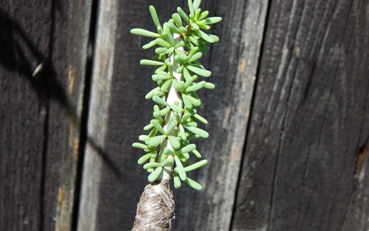 Ceraria namaquensis - zajímavý sukulent