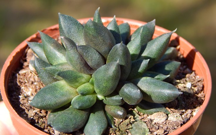 Gasteria nigricans monstrosa
