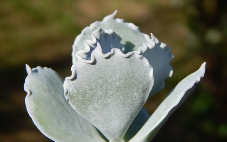Cotyledon undulata Red - voskový sukulent