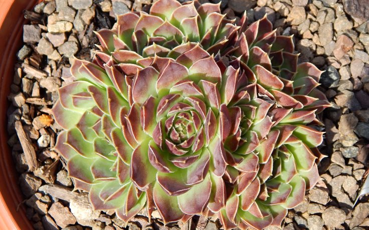 Jovibarba heuffelii Slovanka