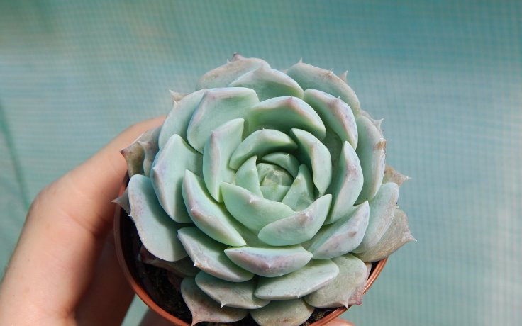 Echeveria hyalina dužnatka
