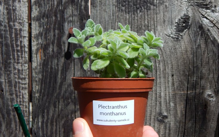 Plectranthus monthanus - houseplant