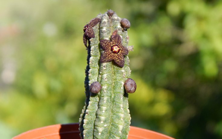 Echidnopsis cereiformis var. brunnea - sukulenty a kaktusy