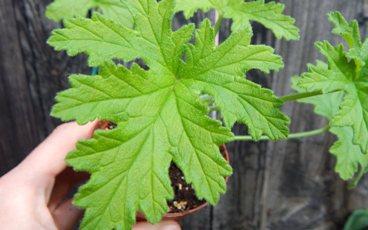 Pelargonium odoratissimum muškát pokojovka