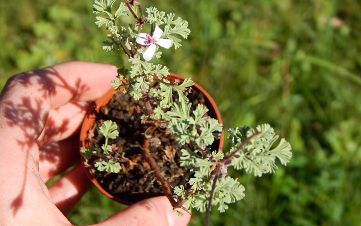 Pelargonium abrotanifolium