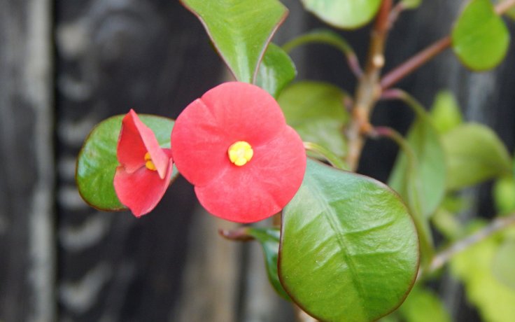 Euphorbia geroldii červený květ pryšce