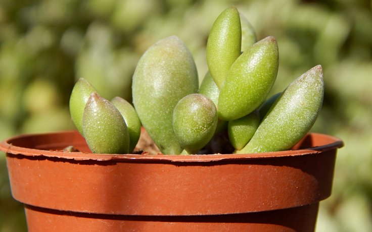 Adromischus filicaulis subsp. marlothii