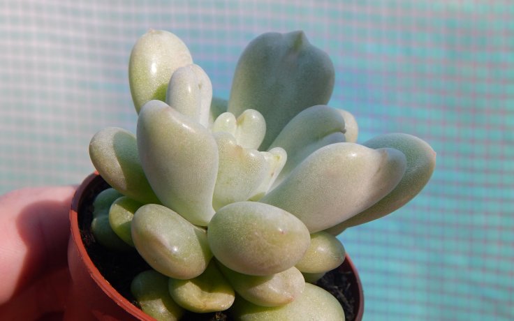 Echeveria Bill Gates