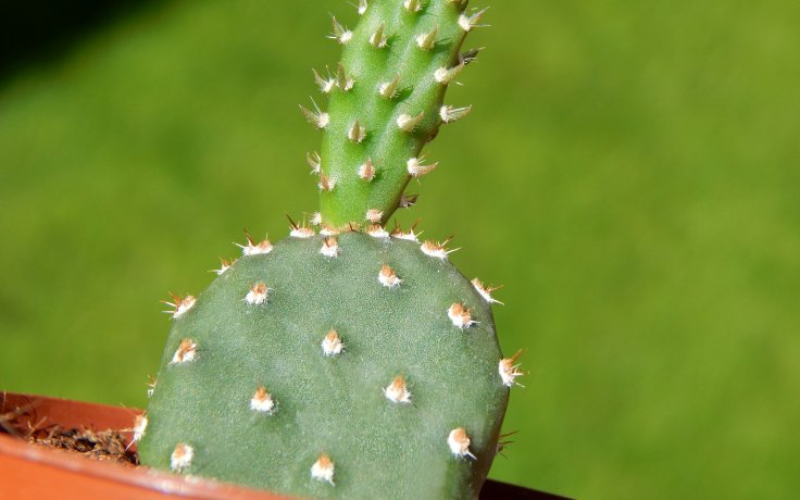 Opuntia fragilis Freiburg - cactus