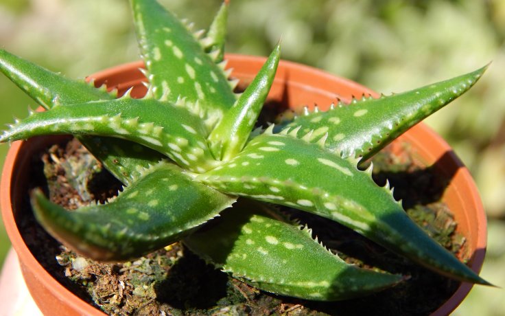 Aloe jucunda