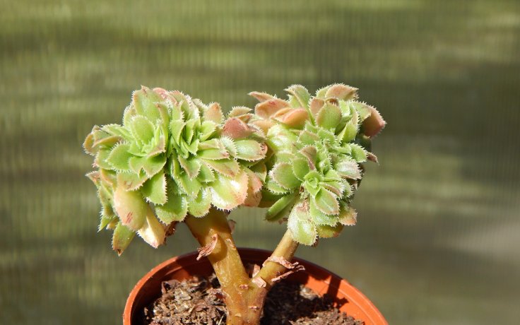 Aeonium arboreum cristata pokojovka na parapet