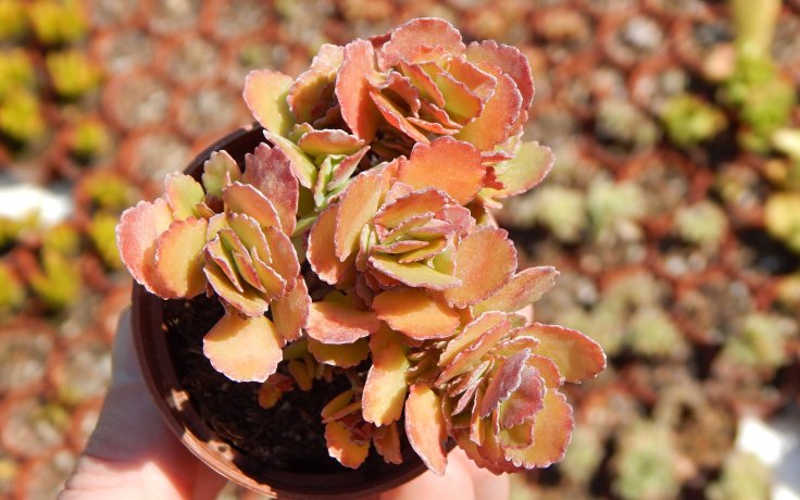Kalanchoe pumila Red sukulent