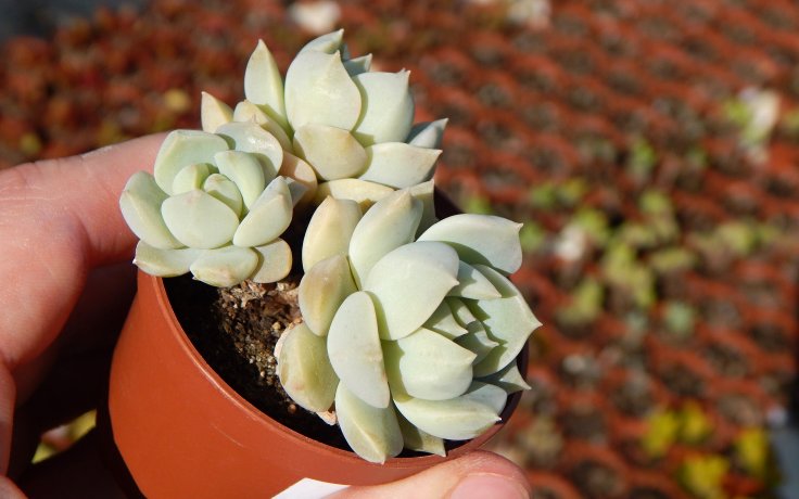 Graptoveria Titubans porcelánová rostlina