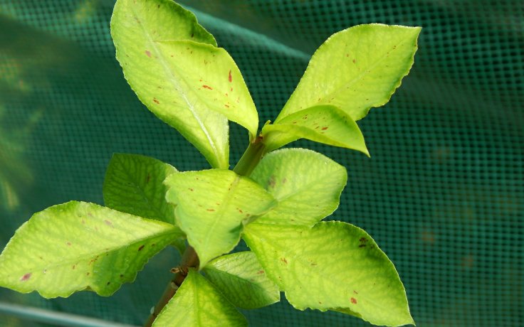 Euphorbia umbellata variegata