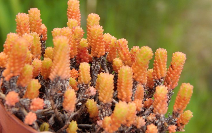 Sedum acre - rozchodník