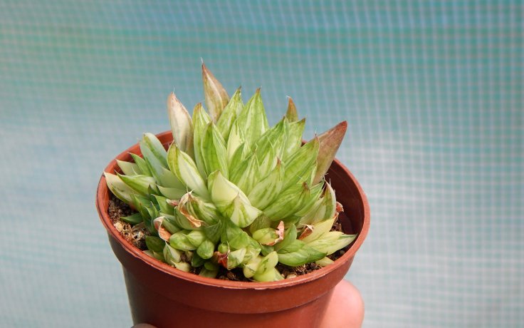 Haworthia marumiana variegata