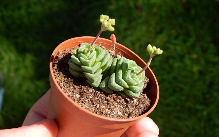 Crassula Dorothy - drobná tlustice