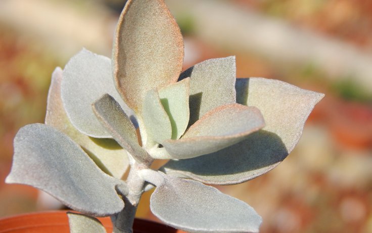 Kalanchoe bracteata bílý sukulent
