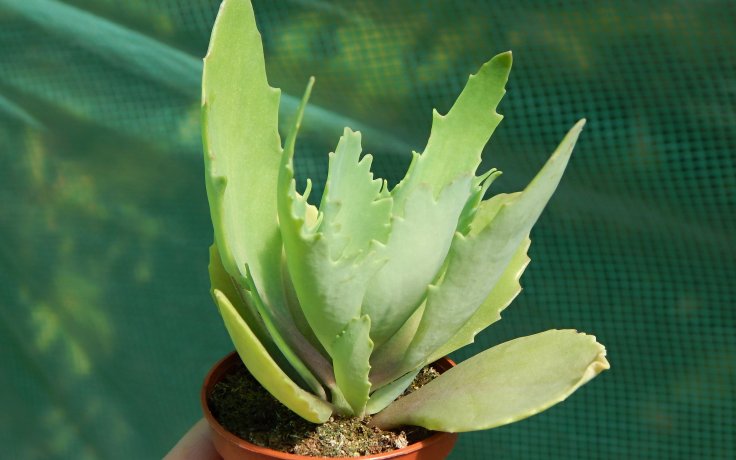 Kalanchoe longiflora green succulent