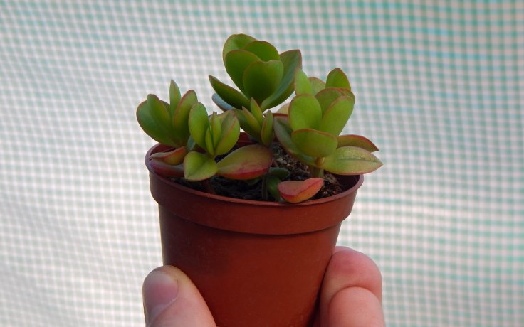 Crassula platyphylla Green Surprise