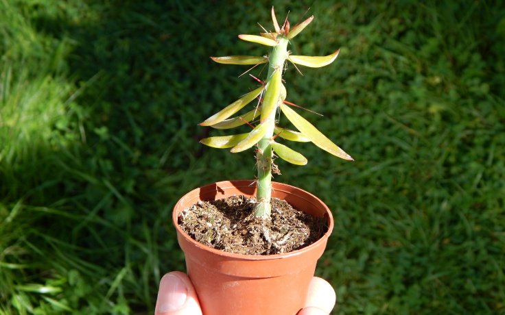 Pereskiopsis spathulata