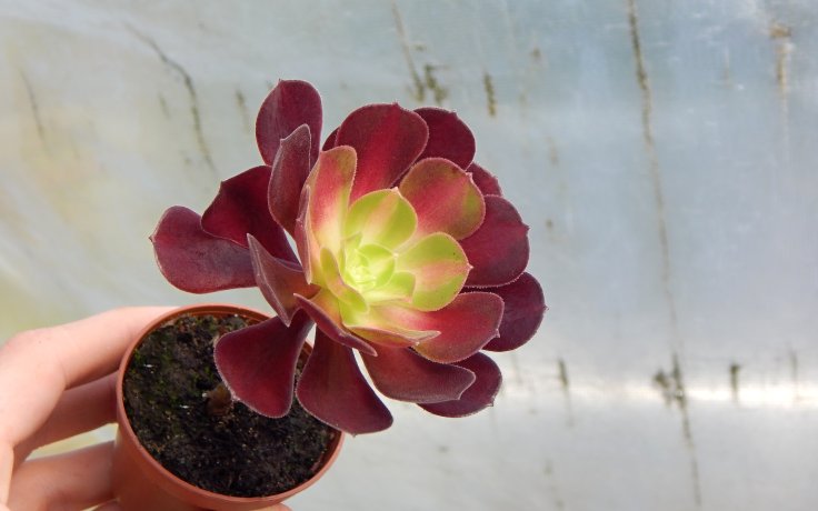 Aeonium Kilimanjaro - sukulenty červené