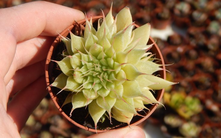 Graptopetalum filiferum pokojovka
