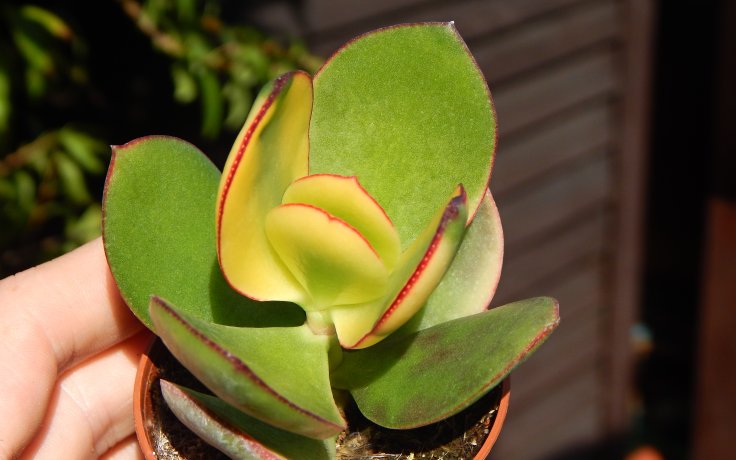 Crassula ovata Maruba Nishiki variegated