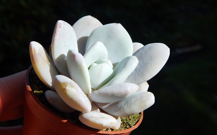 Echeveria laui - pokojový sukulent