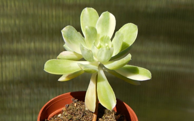 Aeonium castello-paivae Harry Mak