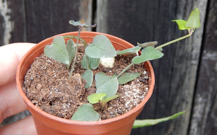 Ceropegia linearis Remy - převislý sukulent