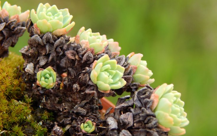 Sedum pachyclados