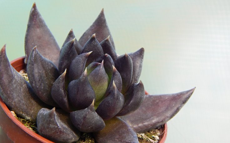 Echeveria Black Knight dužnatka